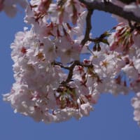 香川家長屋門の桜　2024.4.5