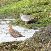 06/30探鳥記録写真：２０２５年５月に出会った鳥たち②