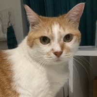 本日の猫たち#233