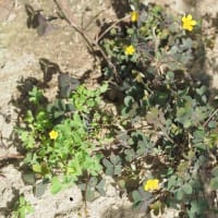カタバミには赤紫色の葉っぱを持つものもあります