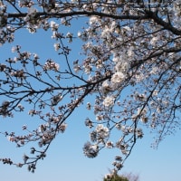 青い空と春の花2