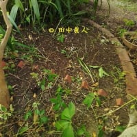 天候不順によって作業日程は順延送りにやっと動いた庭木伐採作業