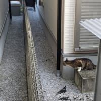クリンへの想いは尽きなくて・・・293