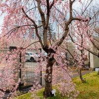 2025年 たんぽぽお花見会