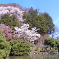 今朝の桜（中央公民館→東大橋下流沿い→報恩寺→正伝寺）