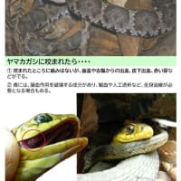 奈良県フォレスターアカデミ2024年度 森林内の危険な生物