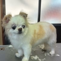わんこの性格もいろいろです