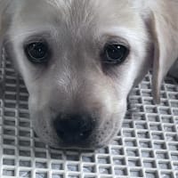 家族が増える〜