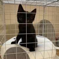 仔猫さん達