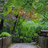 霊山寺の花木