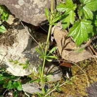 昔ながらの草花が恋しい