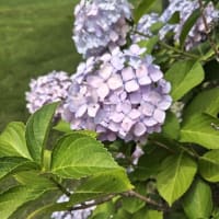 ｢霜柱と蝋梅の森｣神戸編。ポートアイランドをあとに