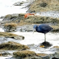 06/25探鳥記録写真：狩尾岬の鳥たち（クロサギの採餌模様、）