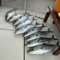 本日の釣果(5/17)