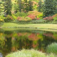 大雪山系の紅葉　月　ブドウ