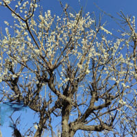 梅から桜経て芽吹く葉