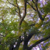 千葉県横芝光町、横芝上町「浅間神社の森（スダジイ）」（町指定）です！！