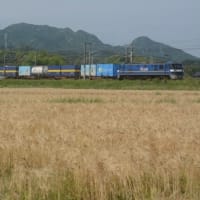 山陽本線EF210形　麦の穂を揺らす貨物列車　2024-05-11