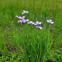 ハナショウブの花が咲きます❗