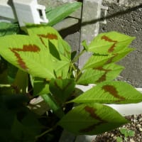 一関市我が家の観葉植物・斑入り葉ギンミズヒキ　2024年5月25日（土）