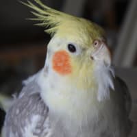 いまごろ　ですか