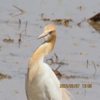 アマサギ