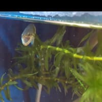 水槽掃除