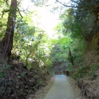鎌倉アルプスを歩き、さらに葛原岡・大仏ハイキングコースを巡って鎌倉をぐるっとひとまわりーその計画だったのだが