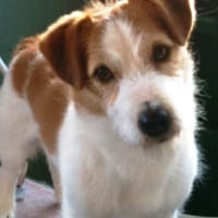 ジャックラッセルテリア ライト王子のつぶやき - 大きいワンと小さいワン～DOG WAN～