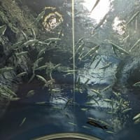 ２０２５．６・１３　琵琶湖博物館その２水族展示室