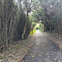 みさきまぐろきっぷでプチ旅行