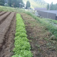 野沢菜種蒔き