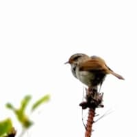 06/29探鳥記録写真：２０２５年５月に出会った鳥たち①
