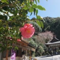 ミモロの桜情報！「哲学の道」「びわ湖疏水」はまだ。「京都御苑」のしだれ桜は満開。桜を求め手持無沙汰な観光客