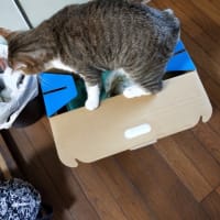 猫は