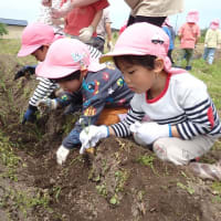 畑に行こう！　～4歳児　ネギ植え体験～
