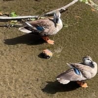 青い風切羽を見せてくれた！つがいのカルガモ