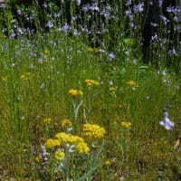 ホウチャクソウ、カタバミ、ジシバリ、マツバウンラン他