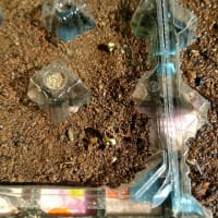 27歳ガーデニング始める。1-マリーゴールドの種 発芽🌱