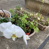 片付けできなかった
