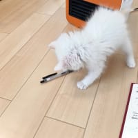 保護猫生活13日目　目を離すとペンで遊んでた