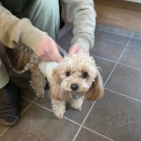 幸せを連れてきたワンコ・・