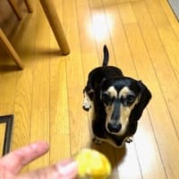 夕飯
