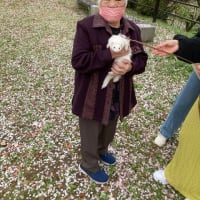 桜の花🌸田代公園＆鳥栖市民公園