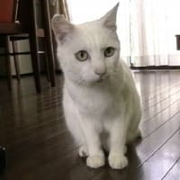 ドック再検査結果顛末記