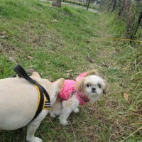 dog　run　(*´∀｀*)