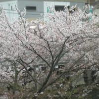 花チラシの雨