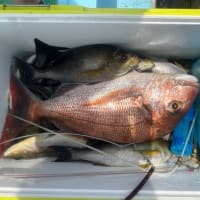 2号船、午前便、午後便イサキ釣り