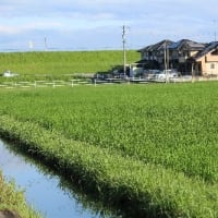 奇跡的に、出会った、タマシギの姿、ドキドキ眺め　(　岐阜県美濃地方　)