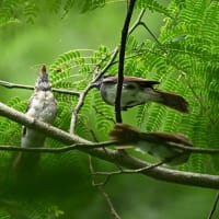 サンコウチョウの巣立ち雛
